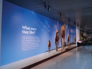 Herdwallpapermural30ftx10ft10446405