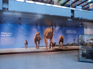 Herdwallpapermural10446408