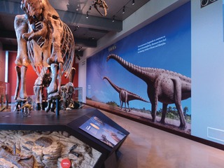 Mamenchisaurus60ftx20ftwallpap10446411
