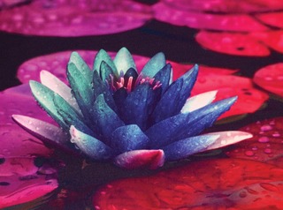 1010elementfishertextiles10624183