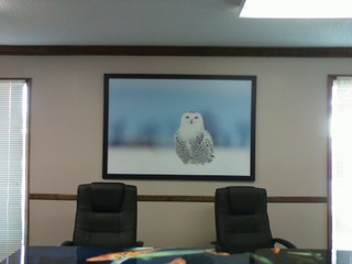 The Owl10752349