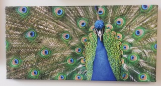 Peacock Canvas Wrap11461933