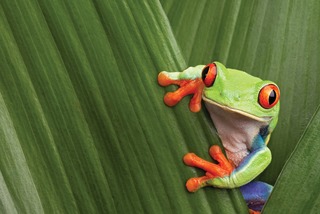 Percy Perception11488079