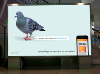 Pigeon 561bca7e30323