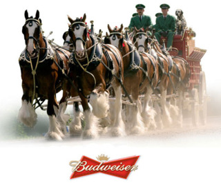 Budweiser 56a8dda6a3736